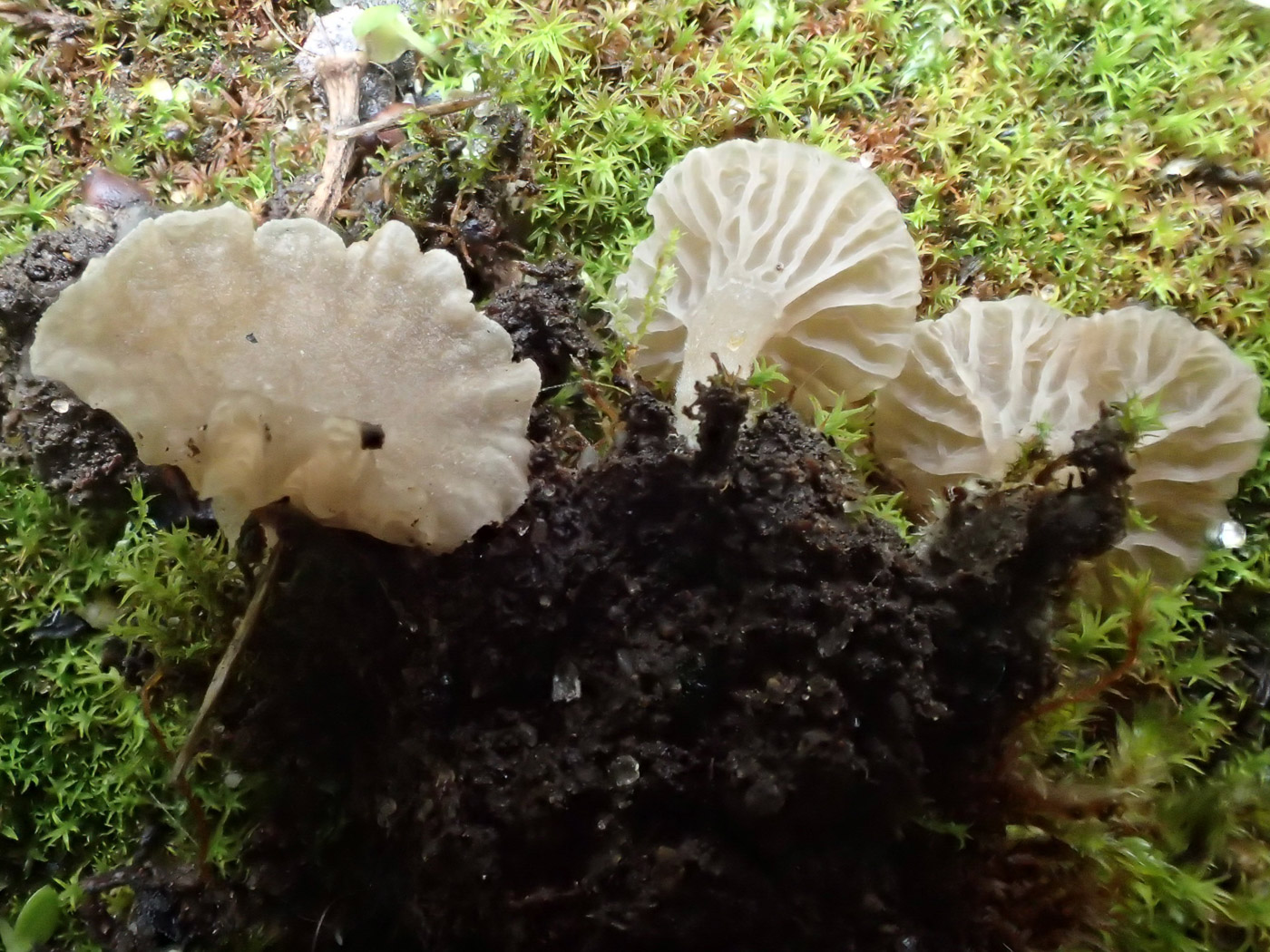 Photo © Sarah Ebdon Arrhenia rickenii by Sarah Ebdon